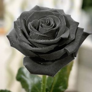 Fresh Cut Black Roses