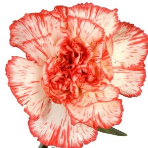 Peppermint Carnations